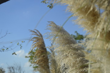 毛茸茸的芦苇