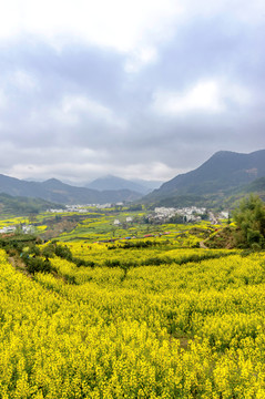 江西上饶婺源江岭梯田油菜花