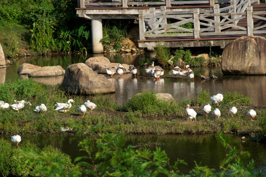 湿地上的鹅群