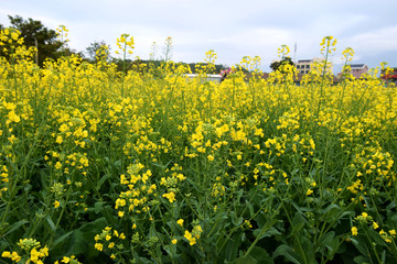 油菜花