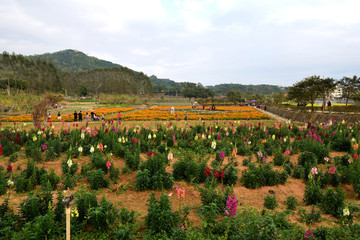 田园田野