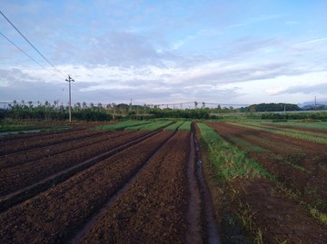 菜地田地