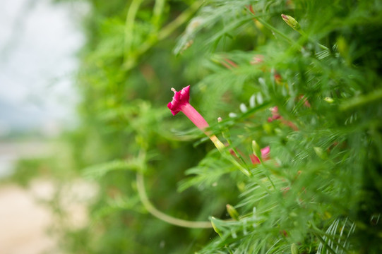 牵牛花