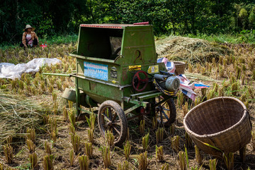 手工收割水稻