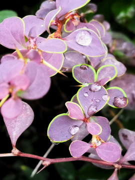 雨后植物  灌木  特写