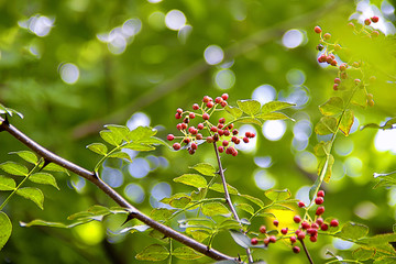 花椒