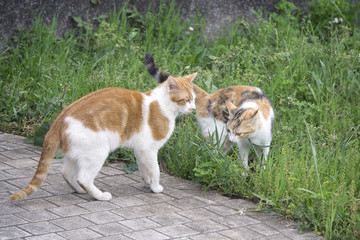 发情期的小猫