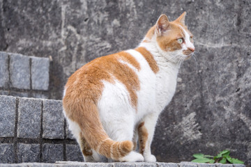 小花猫