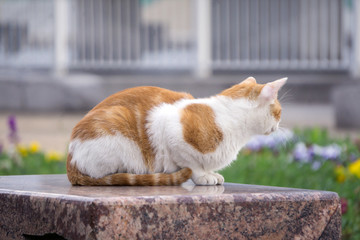 小花猫