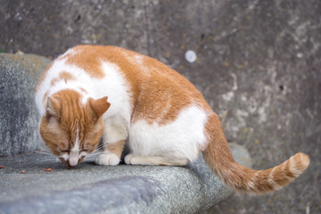 小猫进食