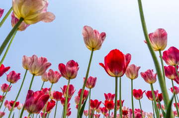 郁金香花田