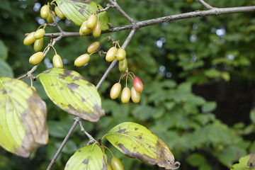 山茱萸果实