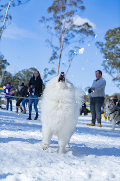 萨摩耶与雪地