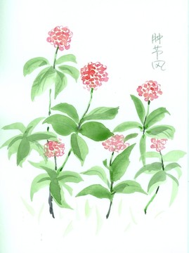 手绘肿节风