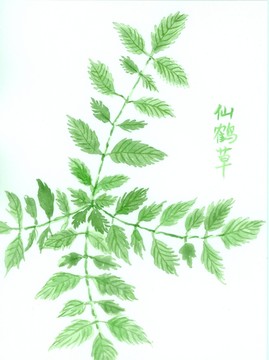 手繪仙鶴草