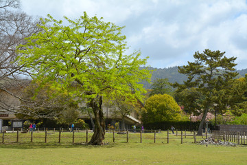 奈良公园