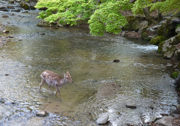 池塘小鹿