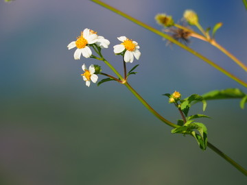 野花