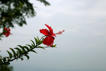 这是什么花儿