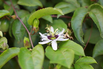 百香果花