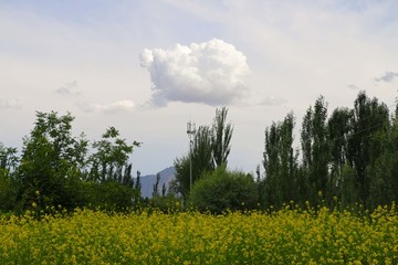 邂逅乡村美景