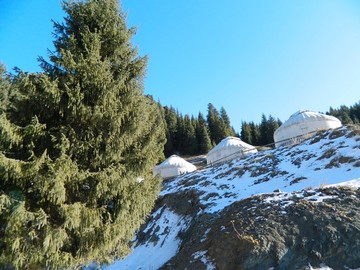 雪松和毡房