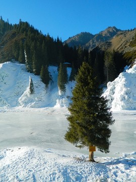 南山雪松