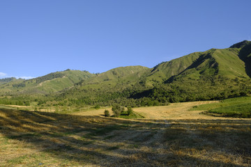 田野