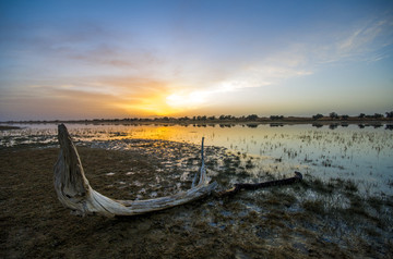 夕阳中湖畔的树枝