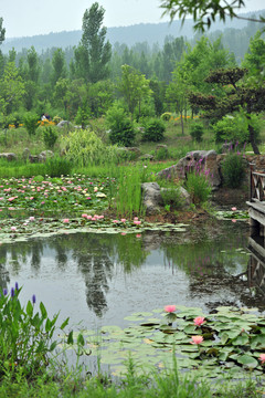 夏日公园池塘