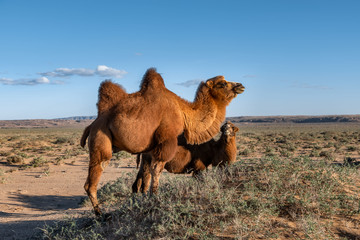 巴丹吉林沙漠骆驼