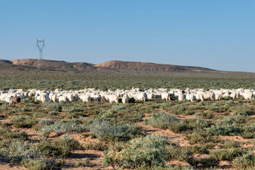 巴丹吉林沙漠羊群