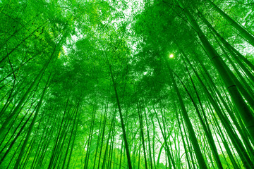竹林