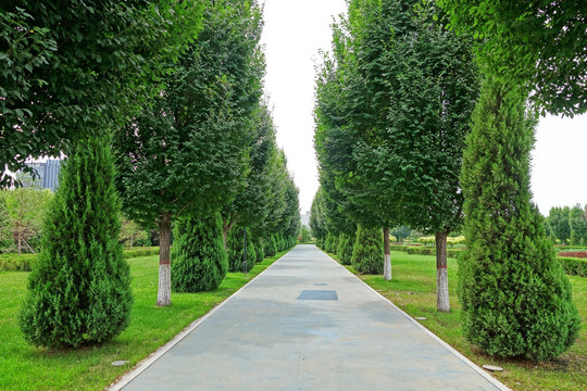 绿树林步道