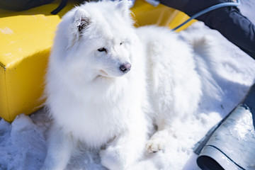 阳光雪景与萨摩耶