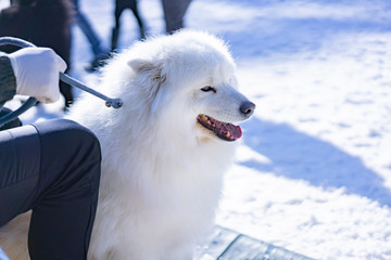 阳光雪景中的萨摩耶