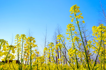 油菜花