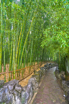 高清竹林