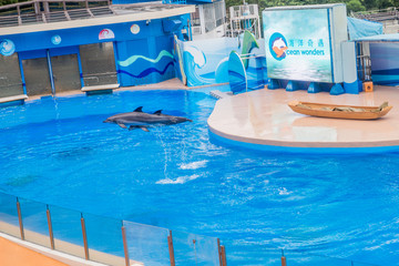 海洋公园海豚表演
