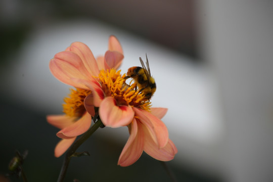 蜜蜂大丽菊