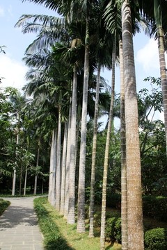 兴隆热带植物园