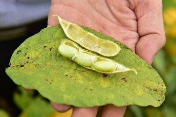 豆角豆荚