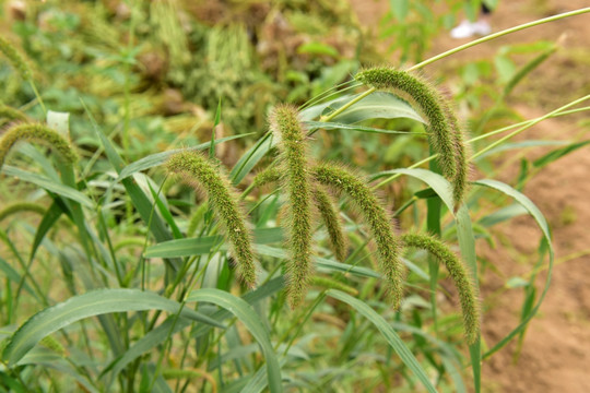 狗尾草