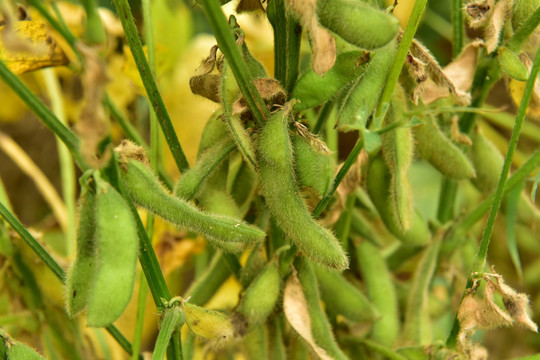 黄豆秧大豆豆荚