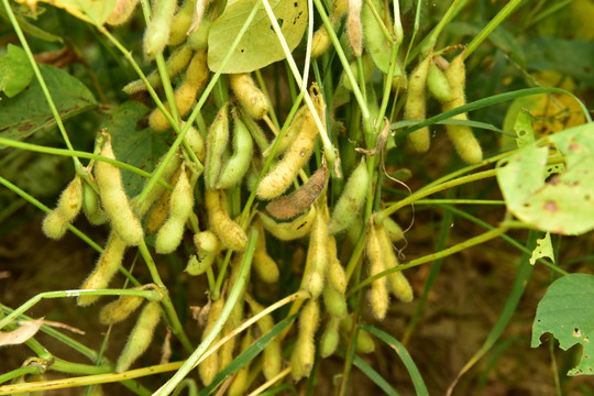 黄豆秧大豆豆荚