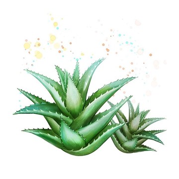手繪兩棵小蘆薈
