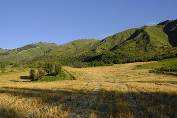 麦田