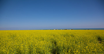 青海油菜花