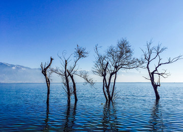 洱海湖面孤零的树