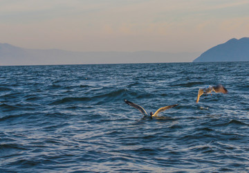 大理洱海海鸟